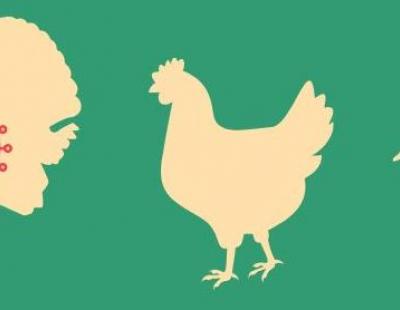 A graphic depicting a rooster, a hen and a duck.