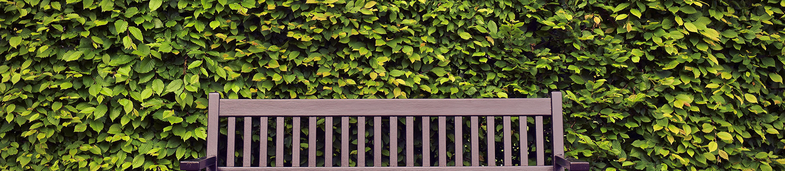 Bench with a high hedge behind it