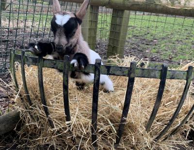 Walton's new baby African pygmy goat, Meradith