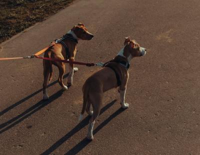 Two dogs on a double lead standing close together