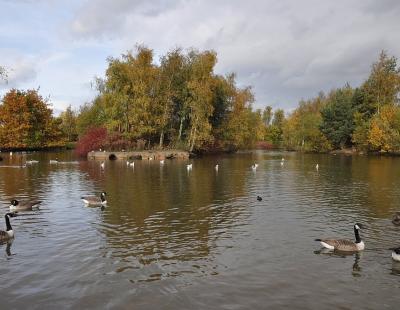 An image of ducks on the duck pond at Whittle Hall.